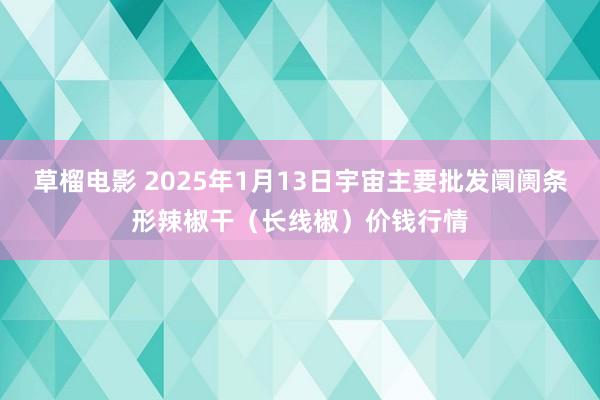 草榴电影 2025年1月13日宇宙主要批发阛阓条形辣椒干（长线椒）价钱行情